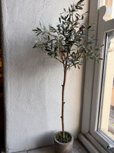 Load image into Gallery viewer, Olive Tree
