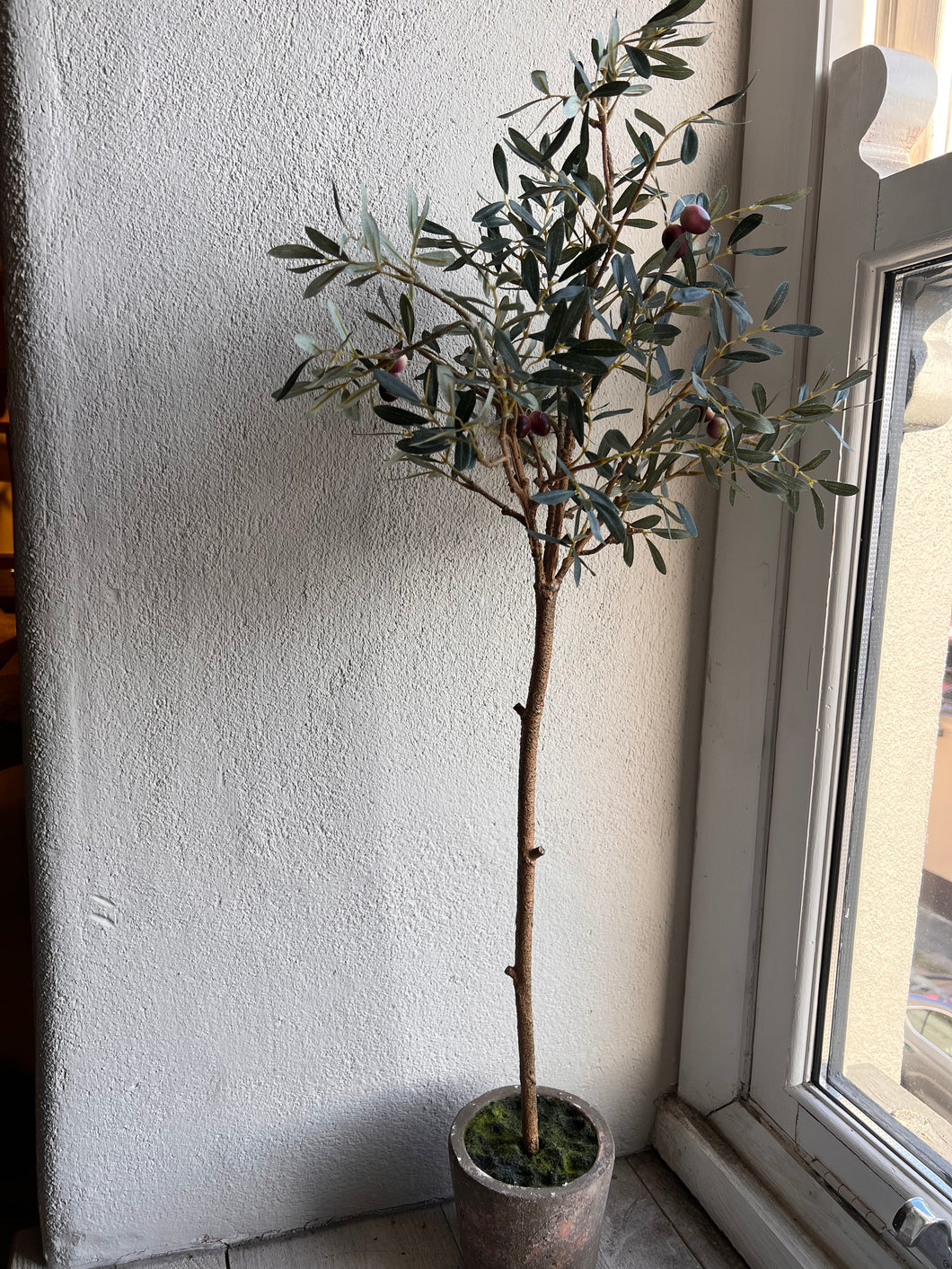 Olive Tree