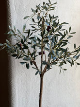 Load image into Gallery viewer, Olive Tree
