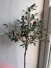 Load image into Gallery viewer, Olive Tree
